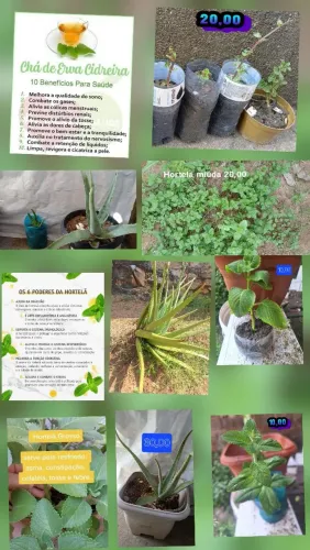 Mudas de babosa, hortelã e cidreira 