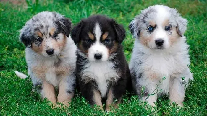 3 Pastor Australiano Excelentes Linhagem 