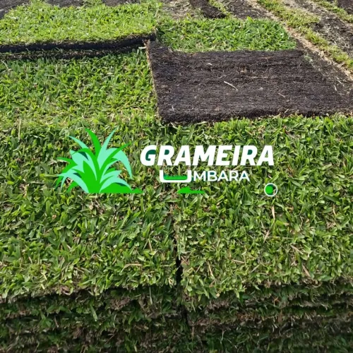 Grama São Carlos 