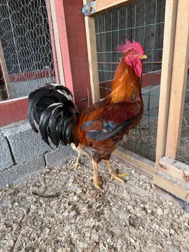 GSB - GALINHA SERTANEJA BALÃO 