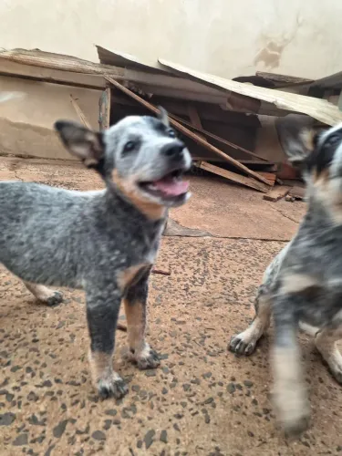 Filhotes Boiadeiro Australiano 