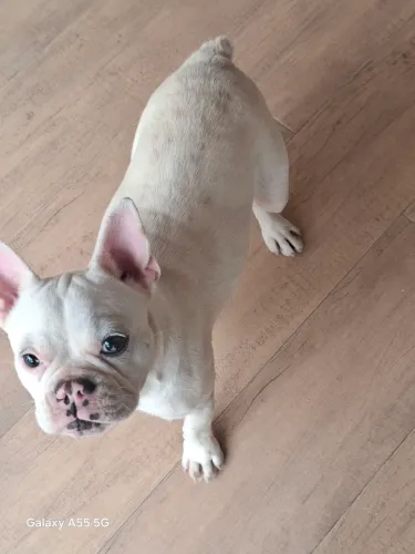 Bulldog Francês 