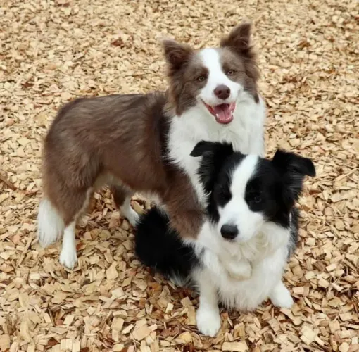 Filhotes de Border Collie Machinho e fêmea com 57 dias vacinados e com pedigree