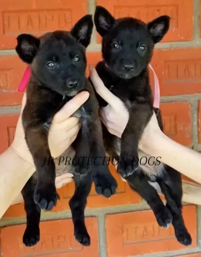 Pastor Belga de Malinois