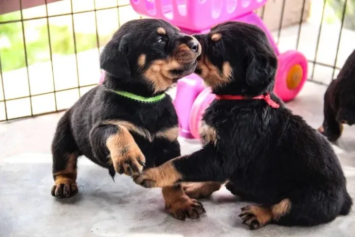 Rottweiler companheiro