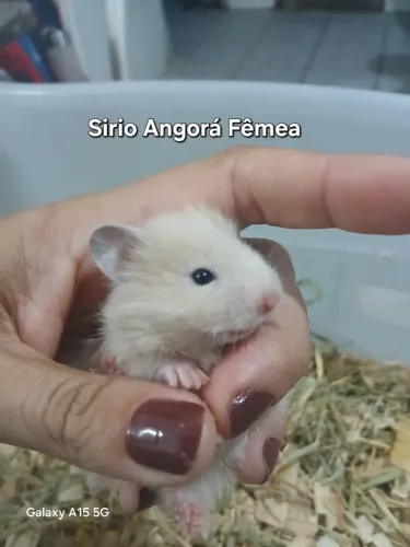 Hamster sirio angora 31/07/2026