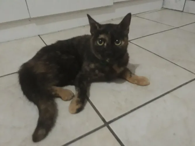 Doação  de gato