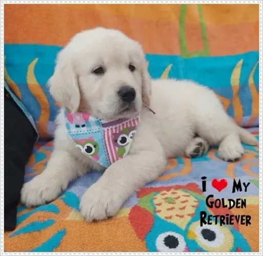 Filhote de Golden Retriever com Pedigree.