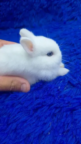 O menor coelho do mundo branco olhos azuis