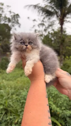 Fêmea de Gato Persa Tricolor Cinza 