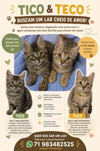 2 gatinhos filhotes buscam família amorosa