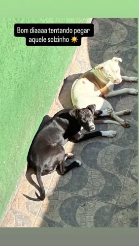 Filhotes de Pitbull