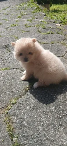 Lindo presente para seu filho spzit alemão