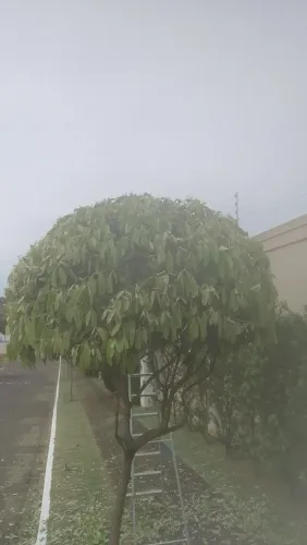 Jardinagem 