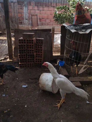 Vendo frango