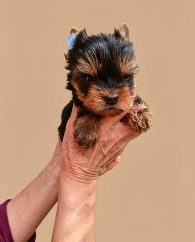 Yorkshire Terrier Padrão da Raça