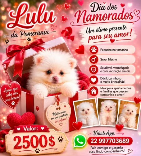 FILHOTES DE LULU DA POMERANIA 