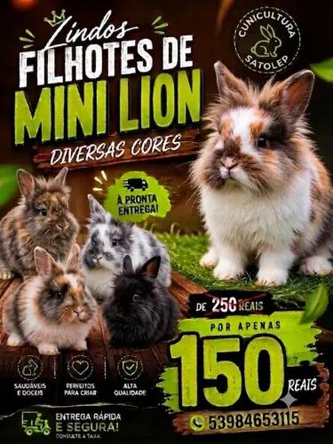 Coelho mini Lion Head
