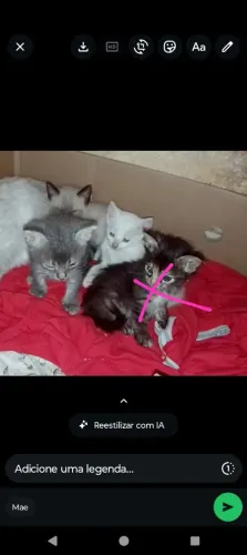 Doação de gatos filhotes 
