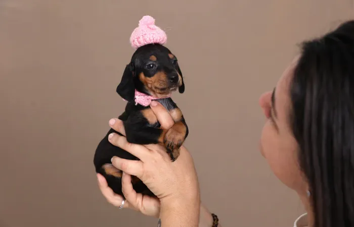 Dachshund preto com canela