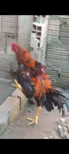 Frango carioca falo