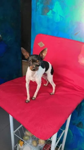 FEMEA DE PINSCHER
