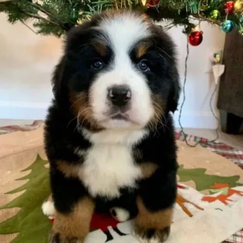Filhotes de Bernese | Filhotes que brilham de alegria.