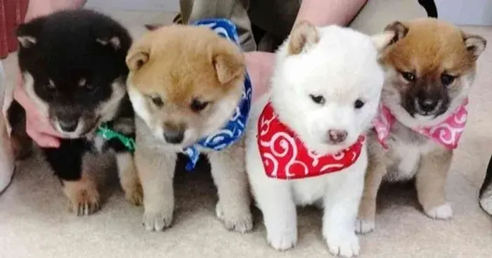 Shiba Inu Machos e Femeas 