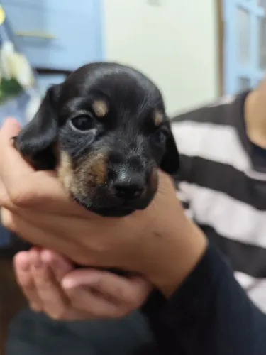 Filhotes Dachshund Salsichinhas