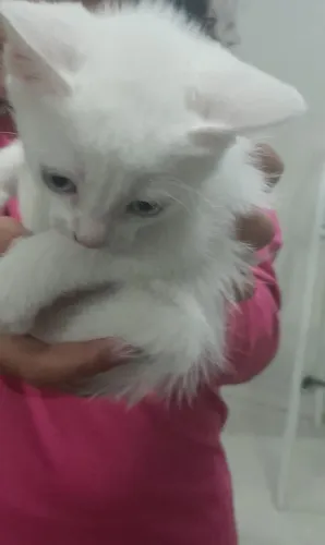 Doação de gatinha