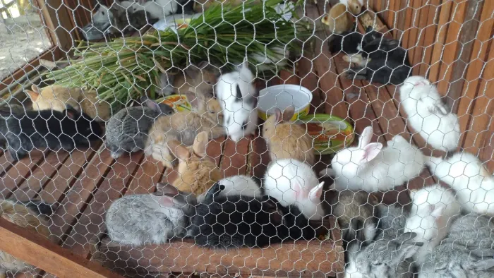 Coelhos