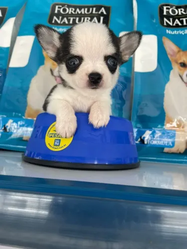 Chihuahua macho disponível pelo curto