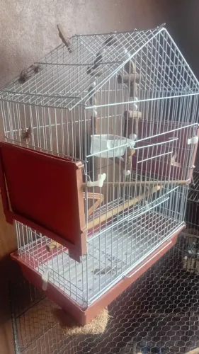 Gaiola de ferro para calopsitas
