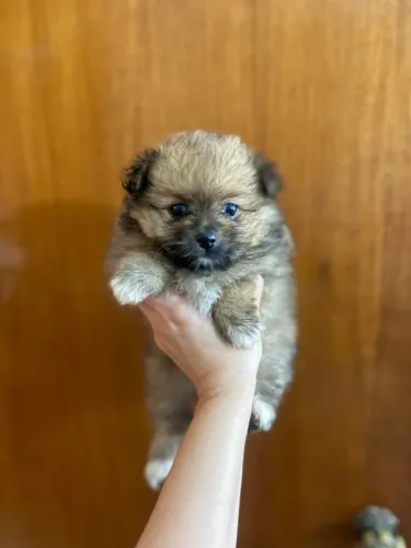 Spitz fêmea com pedigree e microchip 