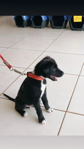 DOAÇÃO CACHORRO FILHOTE