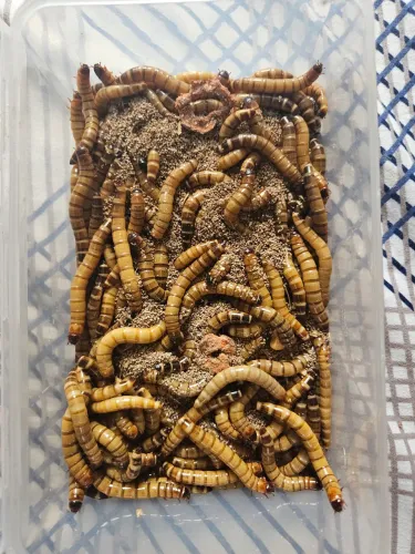 Tenébrio Gigante - 50 unidades por 10 reais 