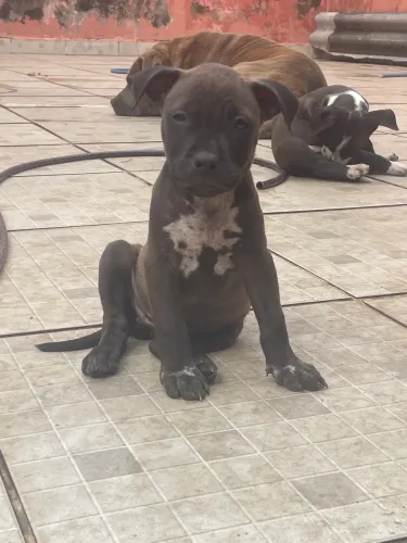 Filhote de Pit bull