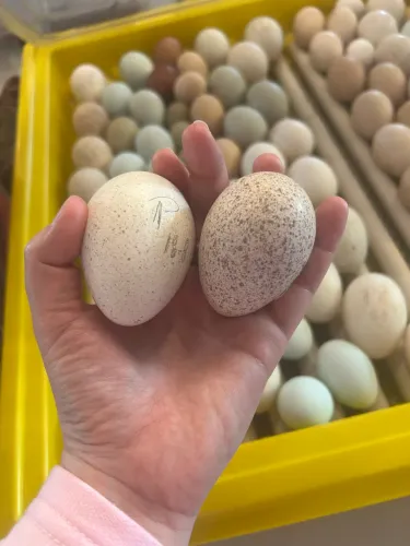 Ovos de peru chocolate