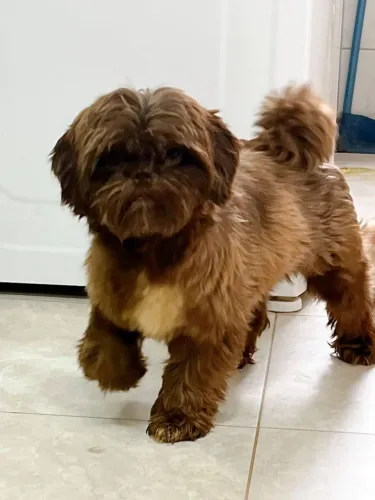 QUER CRIAR: Plantel de Shihtzu, LEIA. tem femeas cruzadas