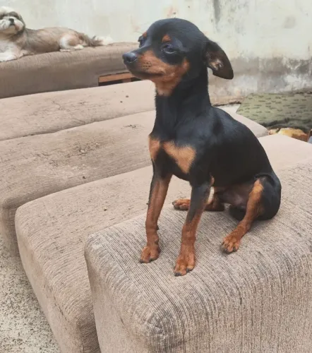 Pinscher adulto pra venda