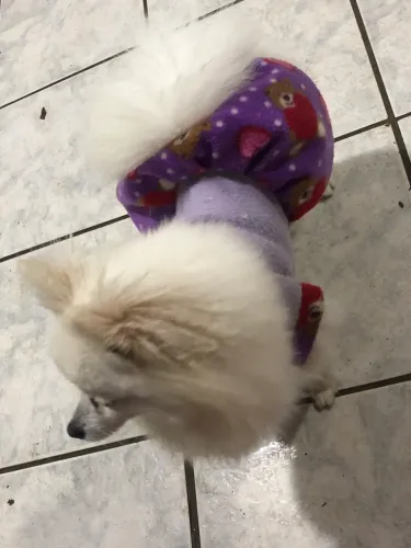 Spitz fêmea