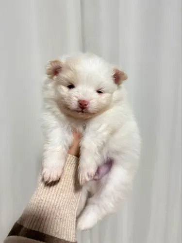 Spitz Alemão (Lulu da Pomerânia)