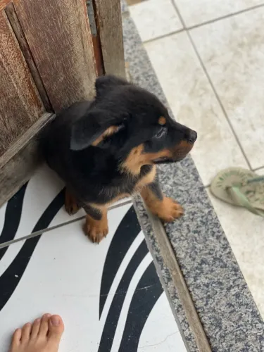 Rottweiler 