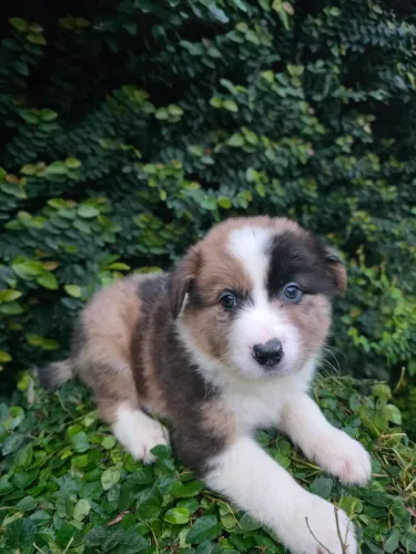 Filhote de Border Collie 