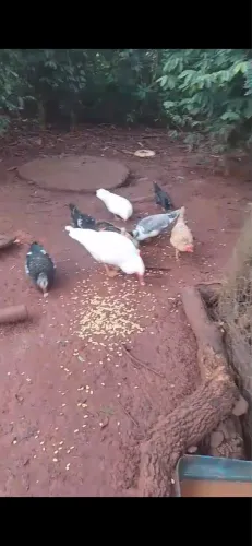 Lote 2 galinhas caipira. 1 pato e três patas. Casal de Garnize