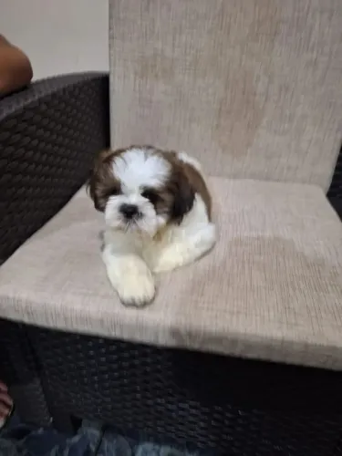 Shih Tzu Um filhote pronto para encher sua vida de boas surpresas