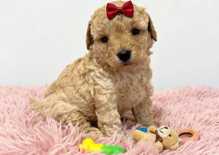 Poodle toy fêmea ? 50 dias de vida