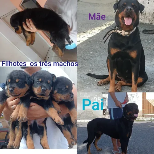 Filhotes de rottweiler puro