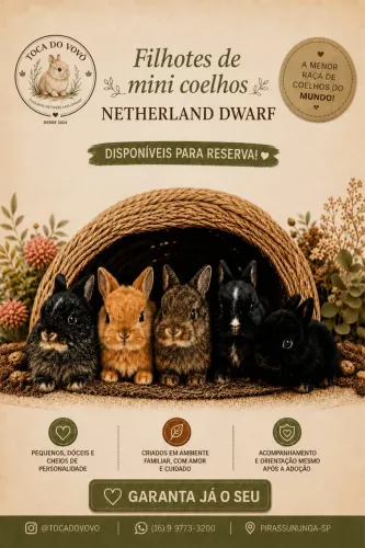 Mini Coelhos Netherland