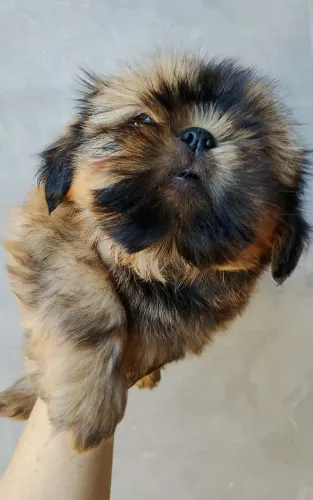Shih Tzu